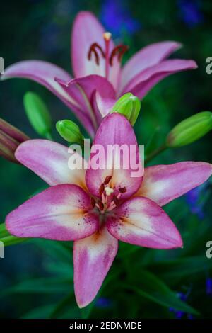 Pink tiger lilies in the garden. Bright color photo of flowers. Background with summer flower Stock Photo