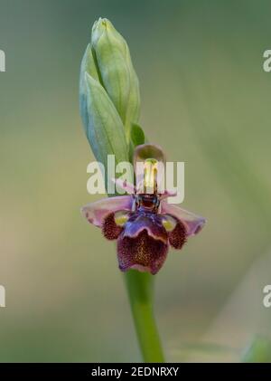 Ophrys x castroviejoi, Hybrid wild orchid Ophrys scolopax x Ophrys speculum, Andalusia, Spain Stock Photo