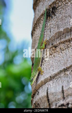 Zanzibar day gecko - Phelsuma dubia, beautiful green lizard from African woodlands and gardens, Zanzibar, Tanzania. Stock Photo