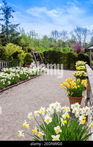 A colourful display of various daffodils and narcissi in the Lakeside Gardens at the RHS Harlow Carr Garden, nr Harrogate, North Yorkshire, England Stock Photo