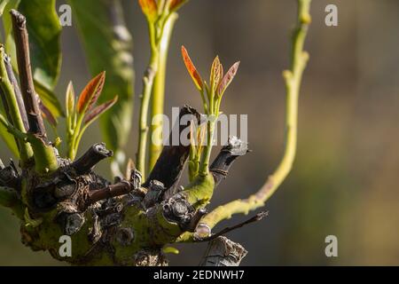 Tree shoots of an avocado tree on trunk. Stock Photo