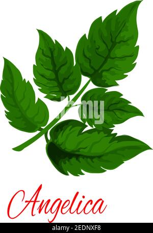 Angelica plant branch with fresh green leaves. Garden angelica or wild celery twig for herbal medicines, natural spice, essential oil and vegetarian f Stock Vector