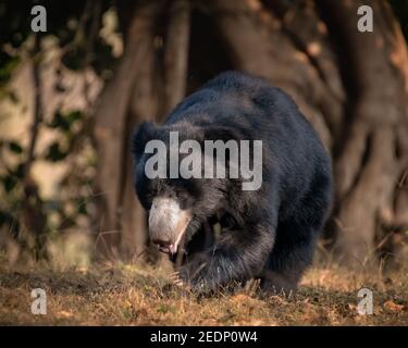 A large adult Sloth bear (Melursus ursinus), is walking about in the forests of the Ranthambore Tiger Reserve in Rajasthan, India. Stock Photo