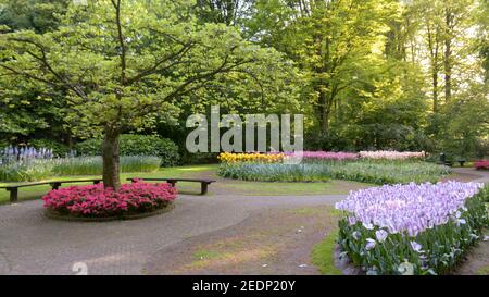 Wooden benches surrounded by lush green foliage and beautiful multi-colored flowers in the garden. Stock Photo