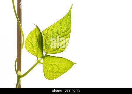 Seedling of bean plant with copy space on white background. Home grown organic vegetable, growth bean plant in the pots over the apartment terrace or Stock Photo