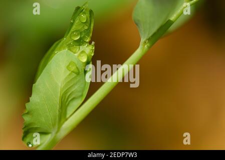 Peas seedling, macro photo. Home grown organic vegetable, growth bean plant in the pots over the apartment terrace or balcony. Urban farm and containe Stock Photo