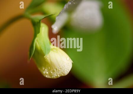 Peas seedling and flowers, macro photo. Home grown organic vegetable, growth bean plant in the pots over the apartment terrace or balcony. Urban farm Stock Photo