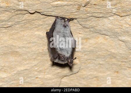 pond bat (Myotis dasycneme), perched in a cave, Belgium, Mont Saint Pierre Stock Photo