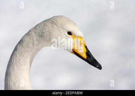 whooper swan (Cygnus cygnus), Portrait, Japan, Hokkaido Stock Photo