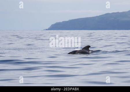 short-finned pilot whale, pothead whale, shortfin pilot whale, Pacific pilot whale, blackfish (Globicephala macrorhynchus, Globicephala seiboldii), Stock Photo