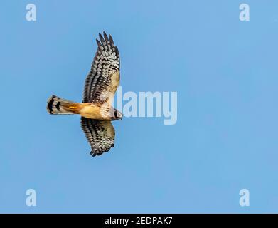 Northern harrier (Circus hudsonius), First winter male flying, Azores, Mountain Reservoir, Stock Photo