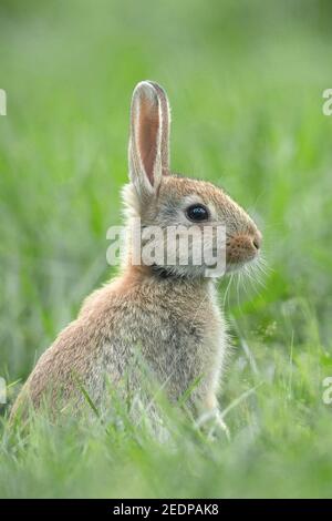 European rabbit (Oryctolagus cuniculus), young rabbit sitting in a meadow, Germany Stock Photo