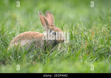European rabbit (Oryctolagus cuniculus), young rabbit sitting in a meadow, Germany Stock Photo