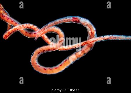 sludge-worms (Tubifex spec.), sludge-worm, dark-field microscope Stock ...