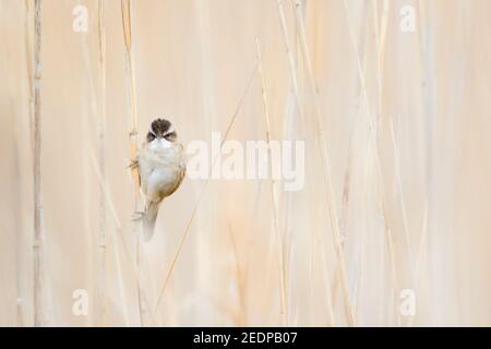 moustached warbler (Acrocephalus melanopogon), adult perched in the reed, France Stock Photo