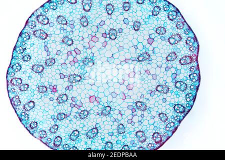 Zea stem, maize stem, cross section, 20X light micrograph. Stem of the ...