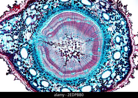 pine (Pinus spec.), cross section of a few years old stem of a pine, microtome section Stock Photo