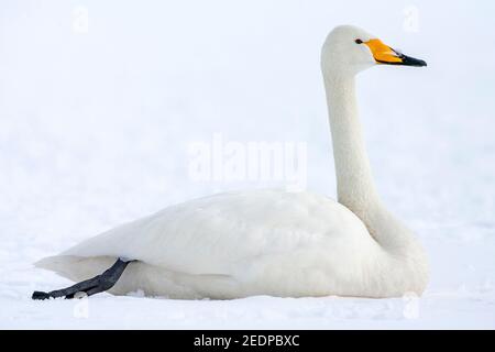 whooper swan (Cygnus cygnus), resting on the snow, Japan, Hokkaido Stock Photo