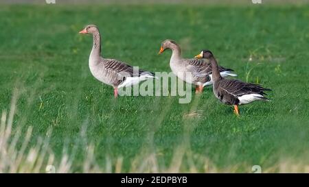 Greenland White-fronted Goose (Anser albifrons flavirostris, Anser flavirostris), adult walking among Greylag Goose, Netherlands, Zeeland Stock Photo