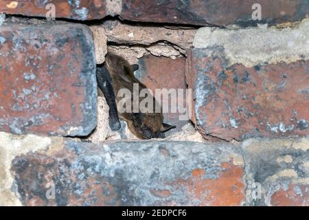 serotine bat, big brown bat, silky bat (Eptesicus serotinus), wintering in a wall near Houyet, Belgium, Namur Stock Photo