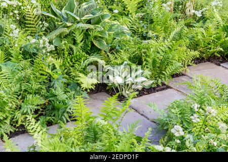 An English shady front garden stone slabs path with planting of hosta and ferns in a green planting scheme colours colors England GB UK Stock Photo