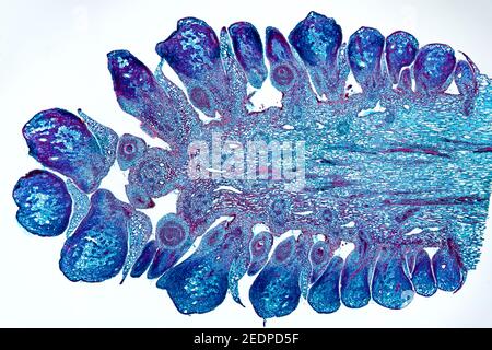 pine (Pinus spec.), longitudinal section of a younf female cone of a pine,microtome section Stock Photo