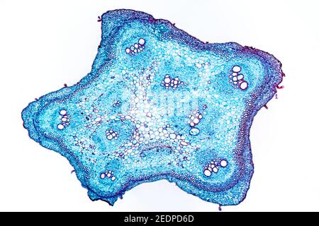 marrow, field pumpkin (Cucurbita pepo), cross section of field pumpkin, microtome section Stock Photo