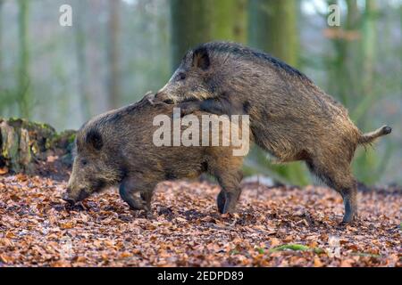 wild boar, pig, wild boar (Sus scrofa), mounting, Germany, Lower Saxony Stock Photo