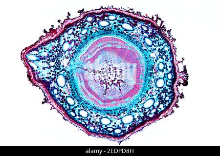 pine (Pinus spec.), cross section of a few years old stem of a pine, microtome section Stock Photo