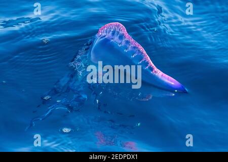 Portuguese man-of-war, Portuguese man-o-war, blue-bottle (Physalia physalis), floating on sea surface, Cape Verde, Sao Nicolau, Tarrafal Portuguese man-of-war, Portuguese man-o-war, blue-bottle (Physalia physalis), floating on sea surface, Cape Verde, Sao Nicolau, Tarrafal