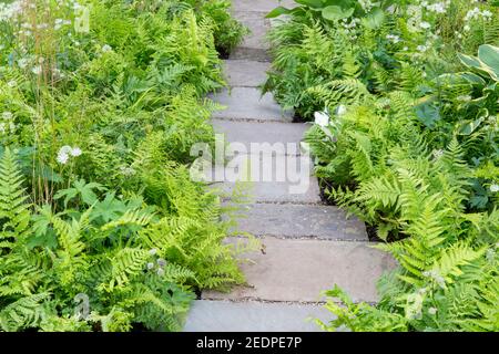 An English shady front garden stone paving slabs path with planting of hosta and ferns in a green planting scheme colours colors England GB UK Stock Photo