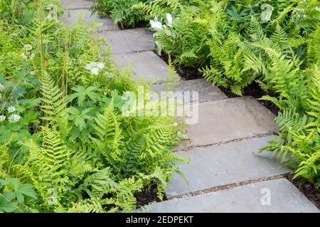 A woodland English shady front garden stone slabs path with planting of hosta and ferns in green planting scheme colours colors England GB UK Stock Photo