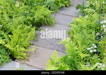 An English shady front garden stone slabs path with planting of hosta and ferns in green planting scheme colours colors England GB UK Stock Photo