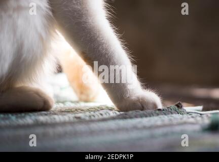 Cute soft cat's paws while sitting on the sofa. Stock Photo