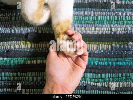 Friendship between human and cat. Paw is in the hand Stock Photo