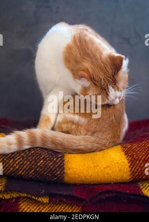 Orange and white cat sitting on knitted woolen colorful blanket and cleaning herself. Stock Photo