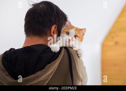 Cute cat sitting on the man's shoulder Stock Photo