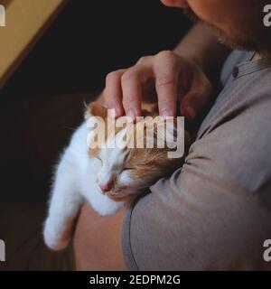 Cute cat lying on the human's hand Stock Photo
