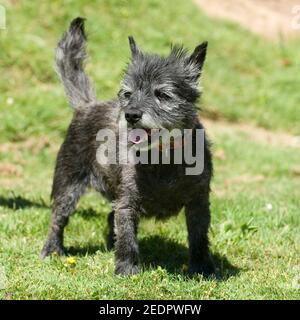 cairn terrier Stock Photo