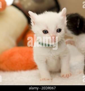 tiny white kitten