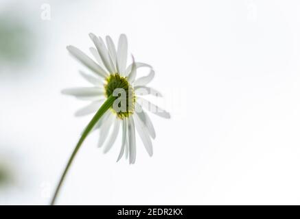 White daisy flower on the back side against the white background. Stock Photo