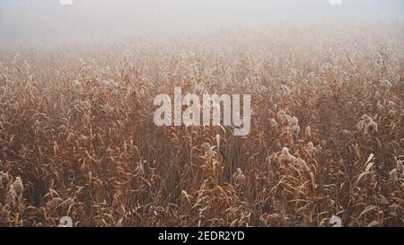 Pampa grass Stock Photo