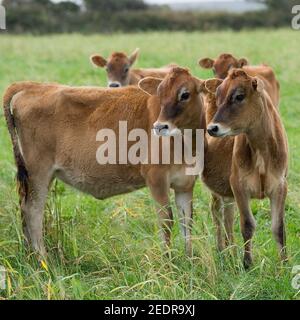 jersey cows Stock Photo