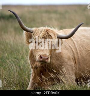 highland cow Stock Photo