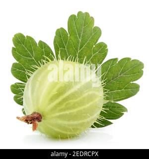 Closeup of green gooseberry with leaf isolated on white Stock Photo