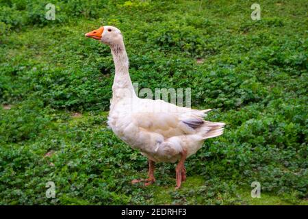 View of a goose in the middle of a meadow that is vigilant of everything that happens around it. Stock Photo