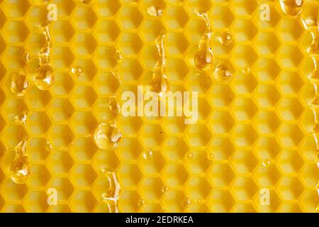 Macro photo drops of honey flowing down on yellow wax, texture background. Stock Photo