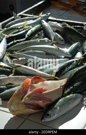 Fresh fish caught in Rio de Janeiro, fishmongers in Copacabana Stock Photo