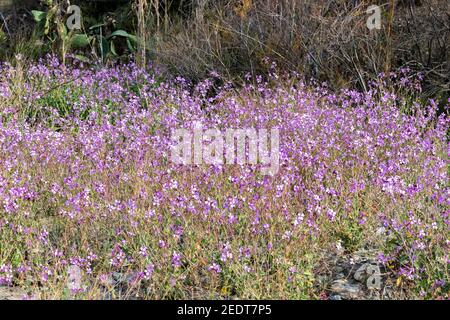 Moricandia arvensis, Violet Cabbage Plant in Flower Stock Photo