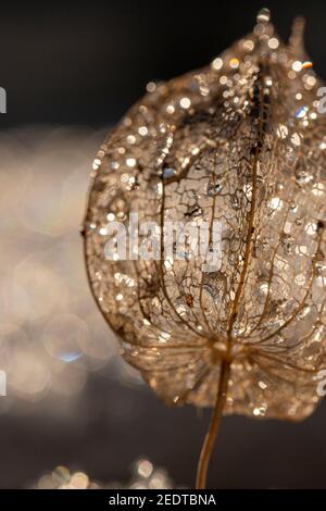 the empty shell of the lantern flower, Physalis alkekengi with rain drops and snow Stock Photo